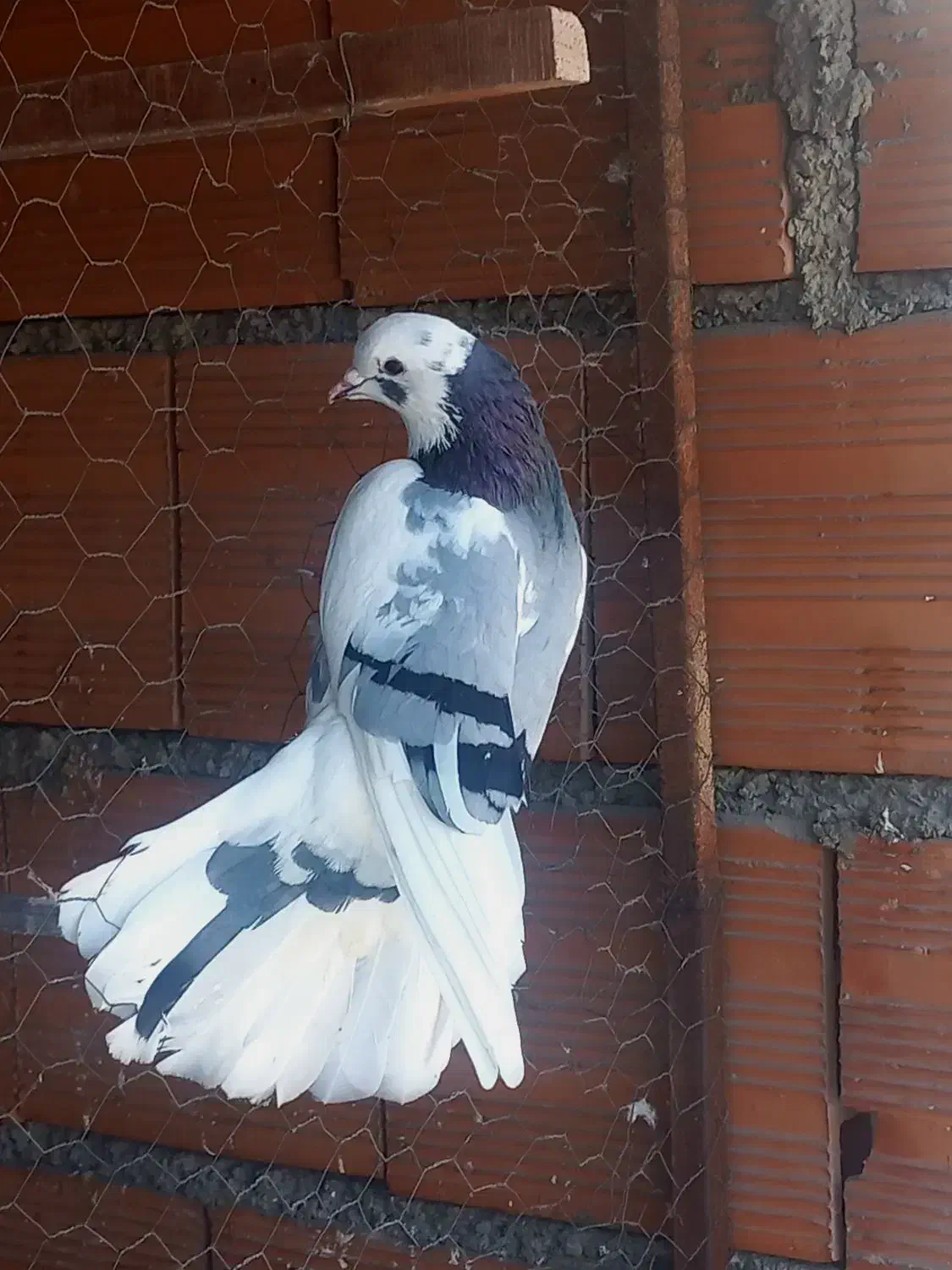 کبوتر پرشی|پرنده|قائمشهر, |دیوار