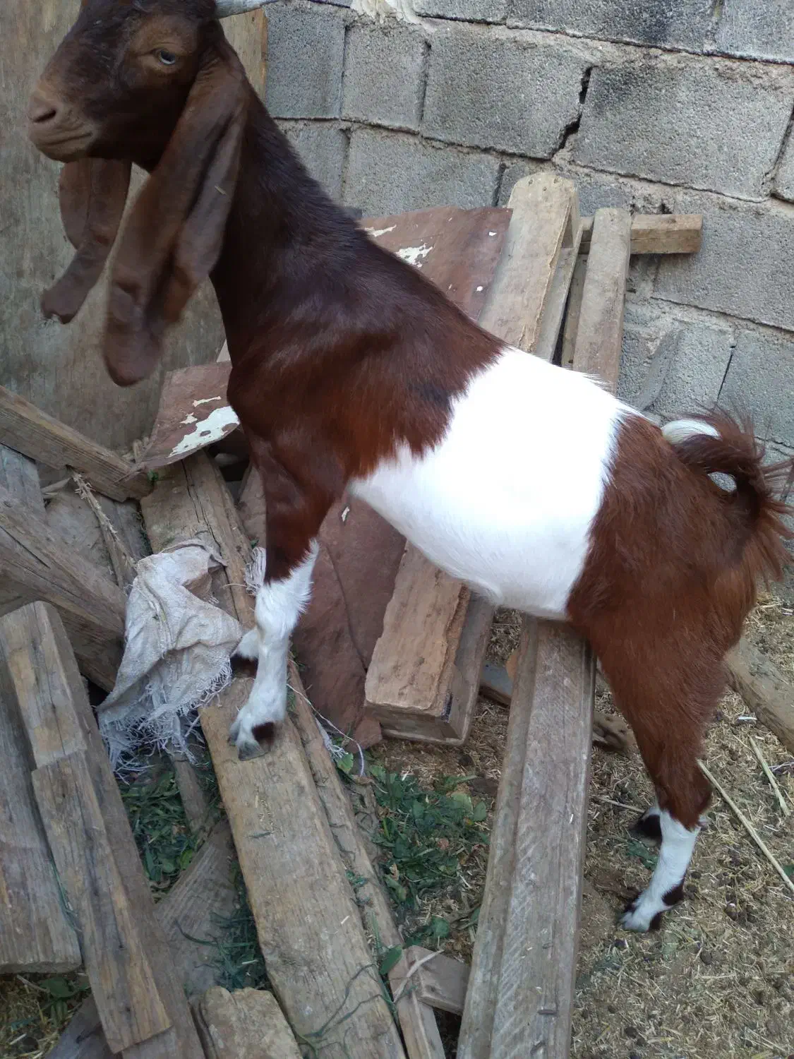 توبچی|حیوانات مزرعه|شادگان, |دیوار