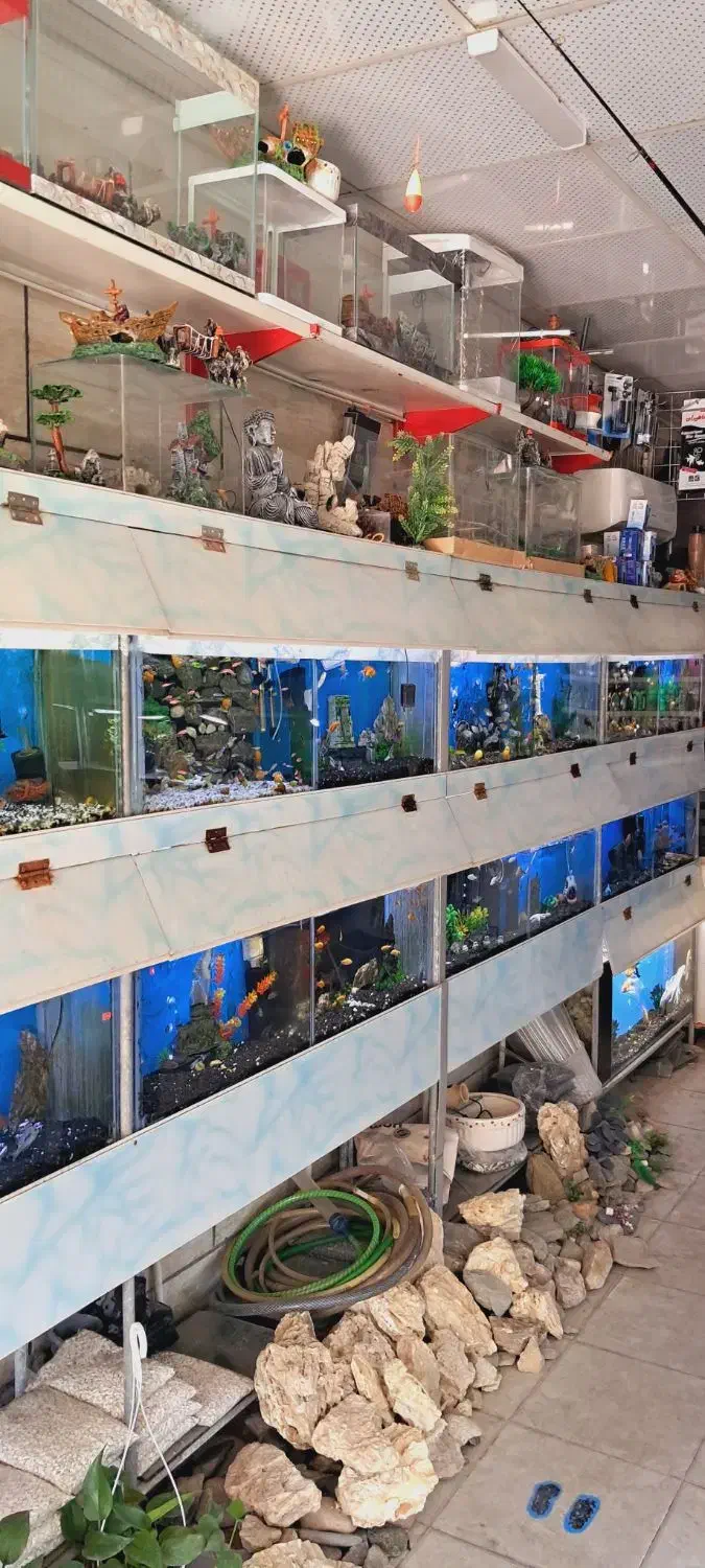 جمجمه آکواریوم ماهی تزئینی چند مدل|ماهی|مشهد, نیزه|دیوار