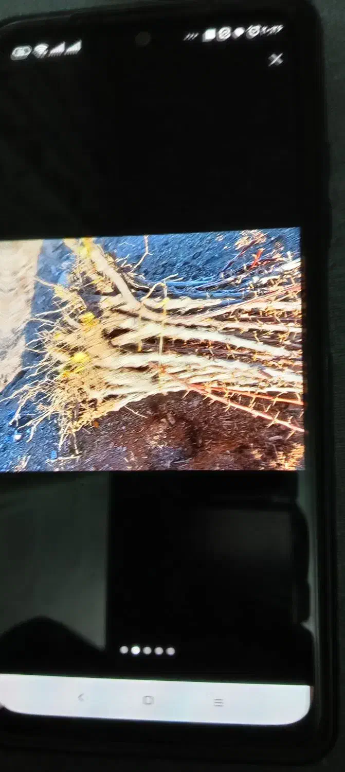 نهال زرشک ونهال عناب از کشارز|خدمات باغبانی و درختکاری|بیرجند, |دیوار