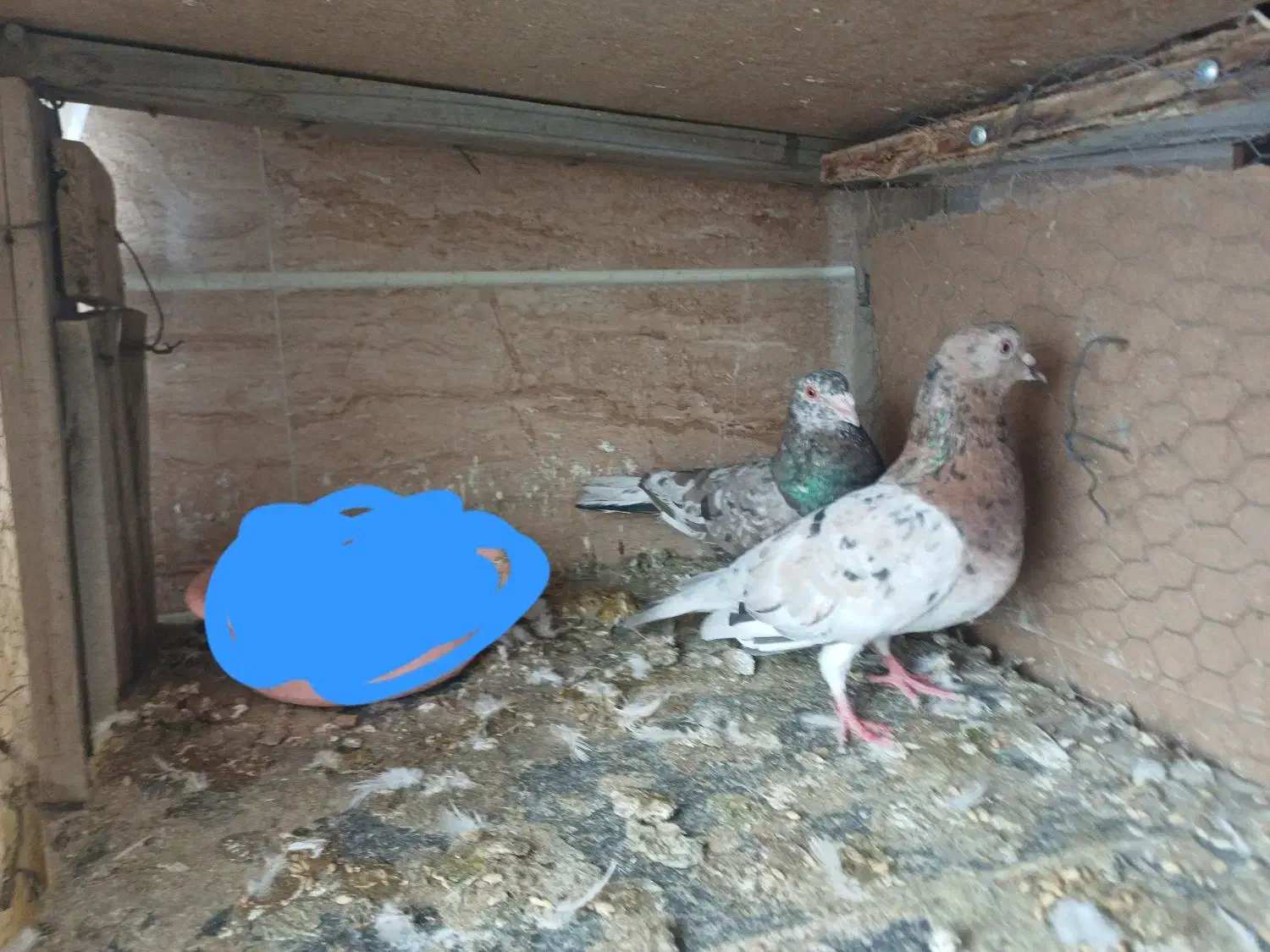 کبوتر|پرنده|محمدیه-قزوین, |دیوار