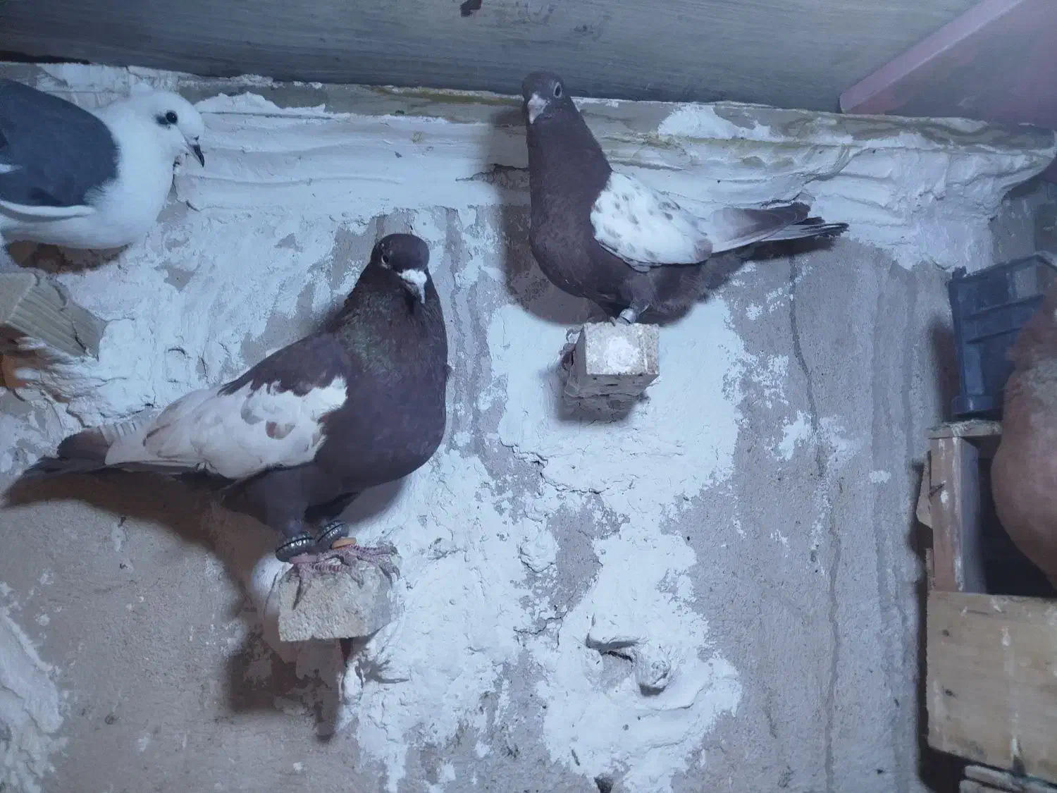 کبوتر|پرنده|دورود, |دیوار