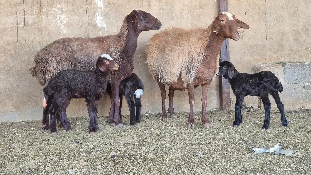 تعداد ۱۳راس میش قزل افشار بره دار ۱۴راس بره|حیوانات مزرعه|طسوج, |دیوار