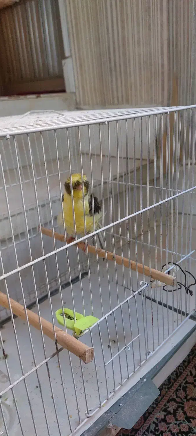 قناری فرآجی فول|پرنده|مشهد, رسالت|دیوار