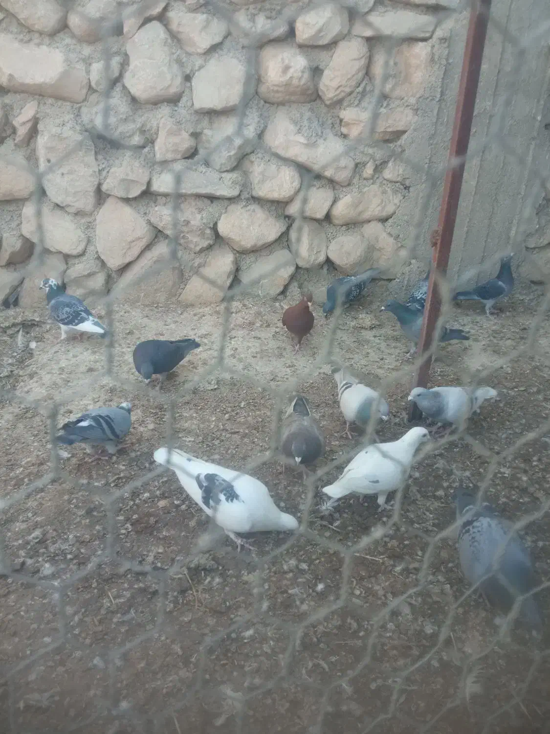 ماده پلاکی|پرنده|برازجان, |دیوار