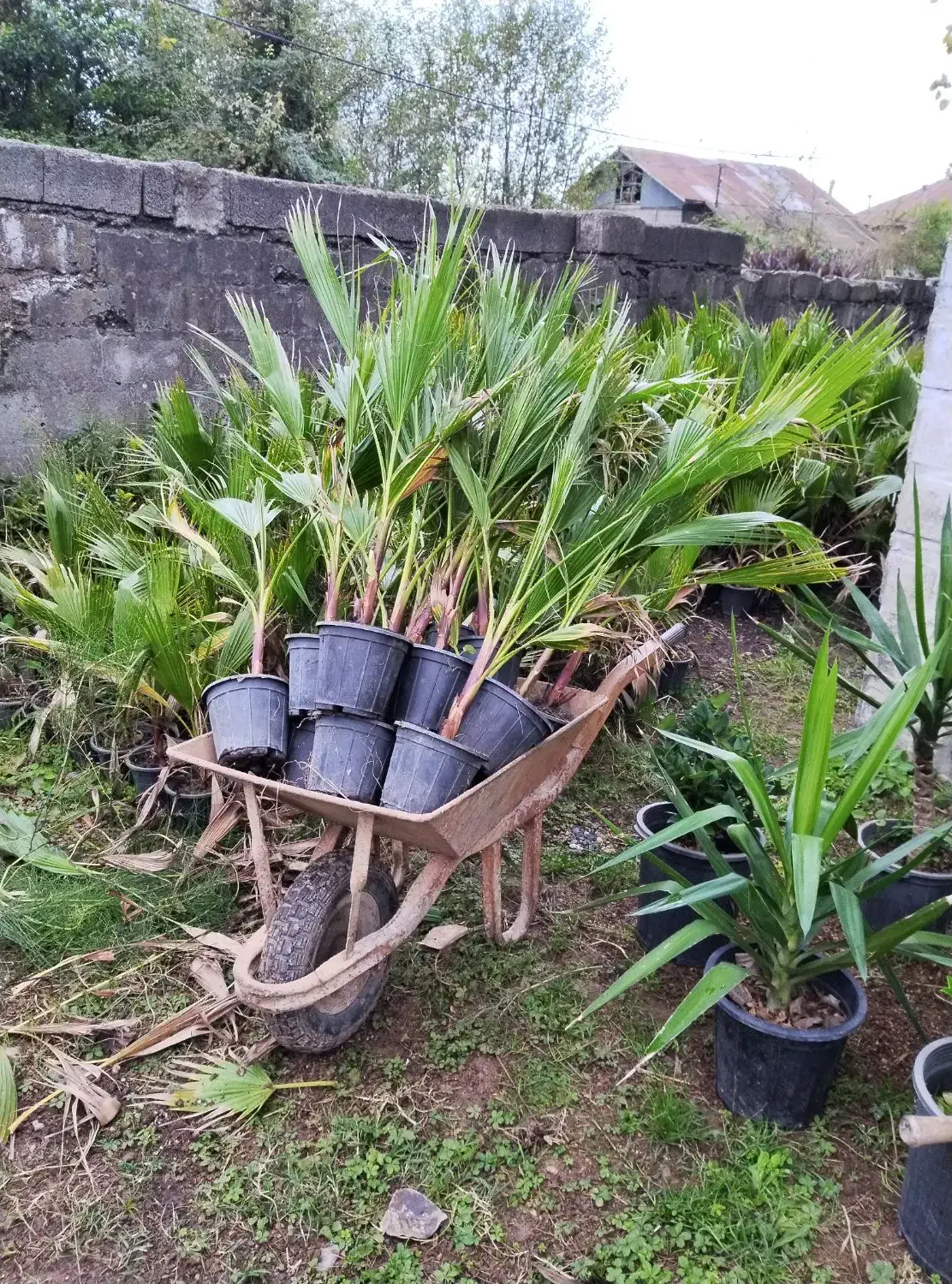 پالم موجود است|گل و گیاه طبیعی|رودبنه, |دیوار