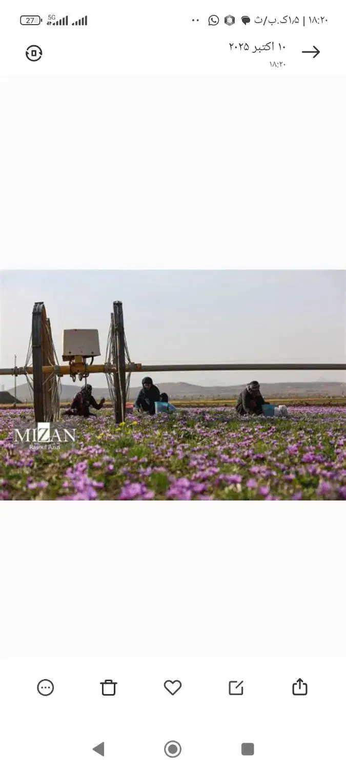 کارگر زعفران|خدمات باغبانی و درختکاری|زاوه, |دیوار