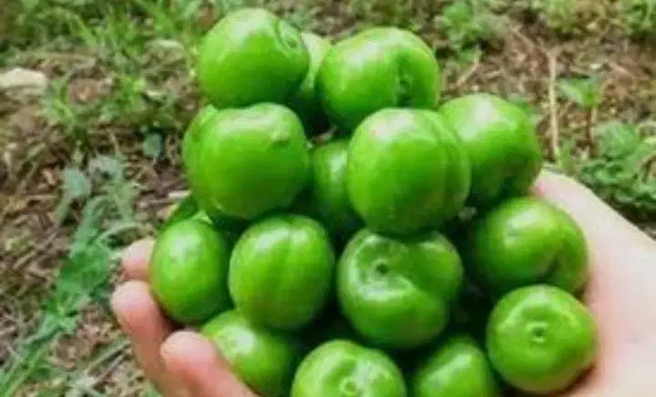 نهال گوجه سبز شهریاری|خدمات باغبانی و درختکاری|جهرم, |دیوار