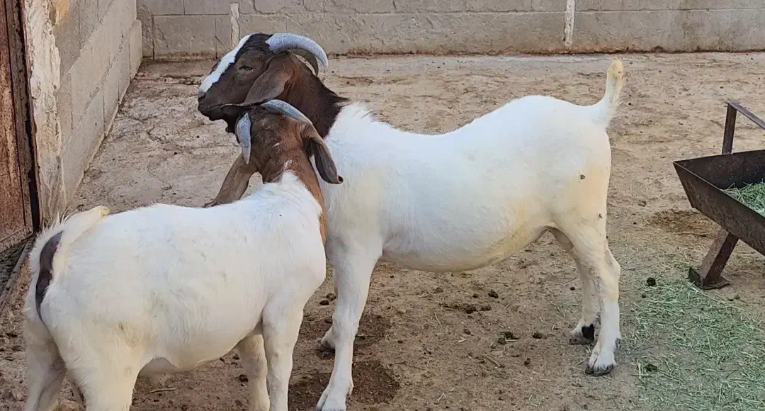 سلام ودرود برشما همراهان همیشگی|حیوانات مزرعه|بندر کنگان, |دیوار