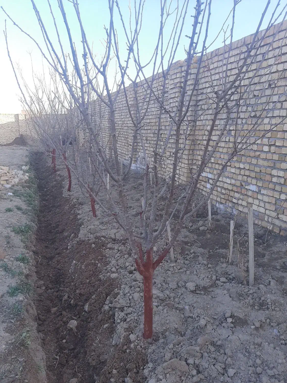 هرس درختان میوه وغیره مسمر وباغ انگوربه روش مهندسی|خدمات باغبانی و درختکاری|نیشابور, شهرک قدس|دیوار