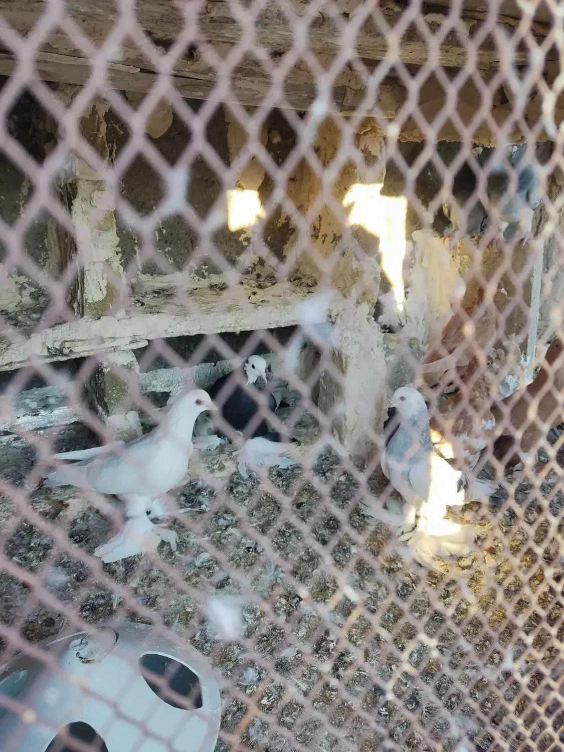 چند تا کبوتر|پرنده|اهر, |دیوار