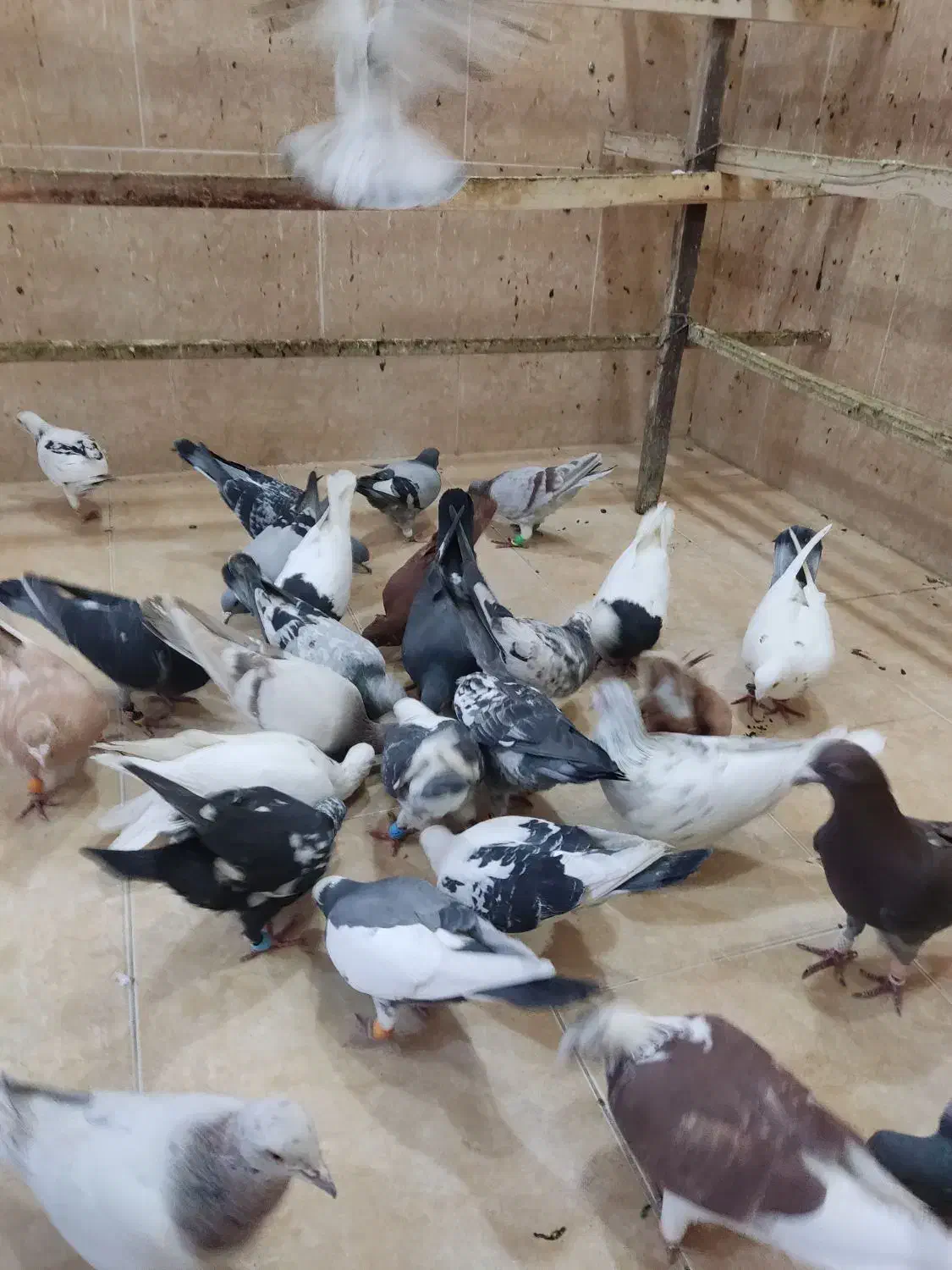 کبوتر|پرنده|رباط‌کریم, رباط‌کریم|دیوار