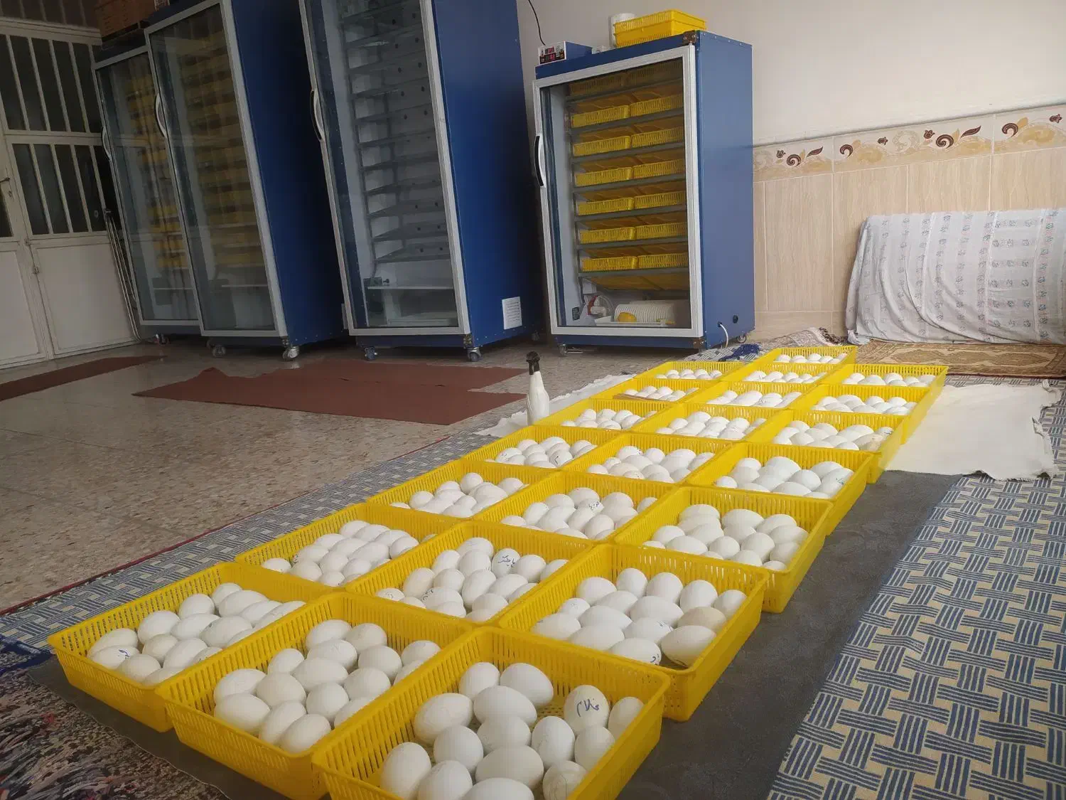 تخم غاز نطفه دار|حیوانات مزرعه|بندر ترکمن, |دیوار