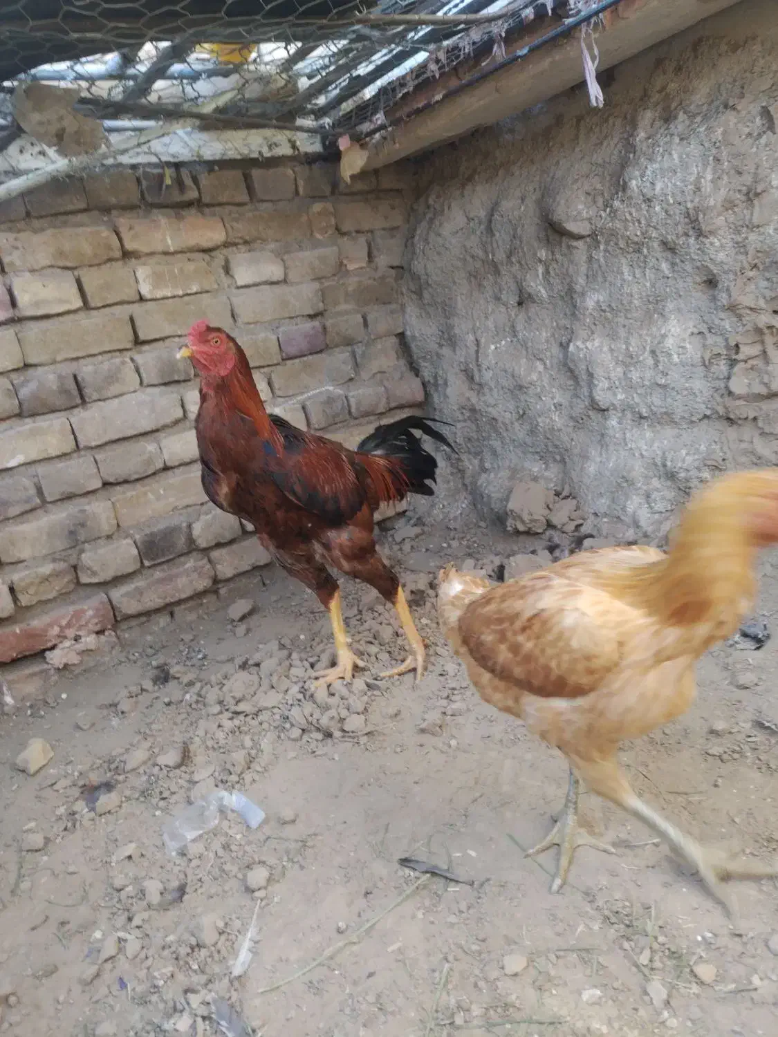 خروس لاری اصل با مرغ|حیوانات مزرعه|سبزوار, باهنر|دیوار