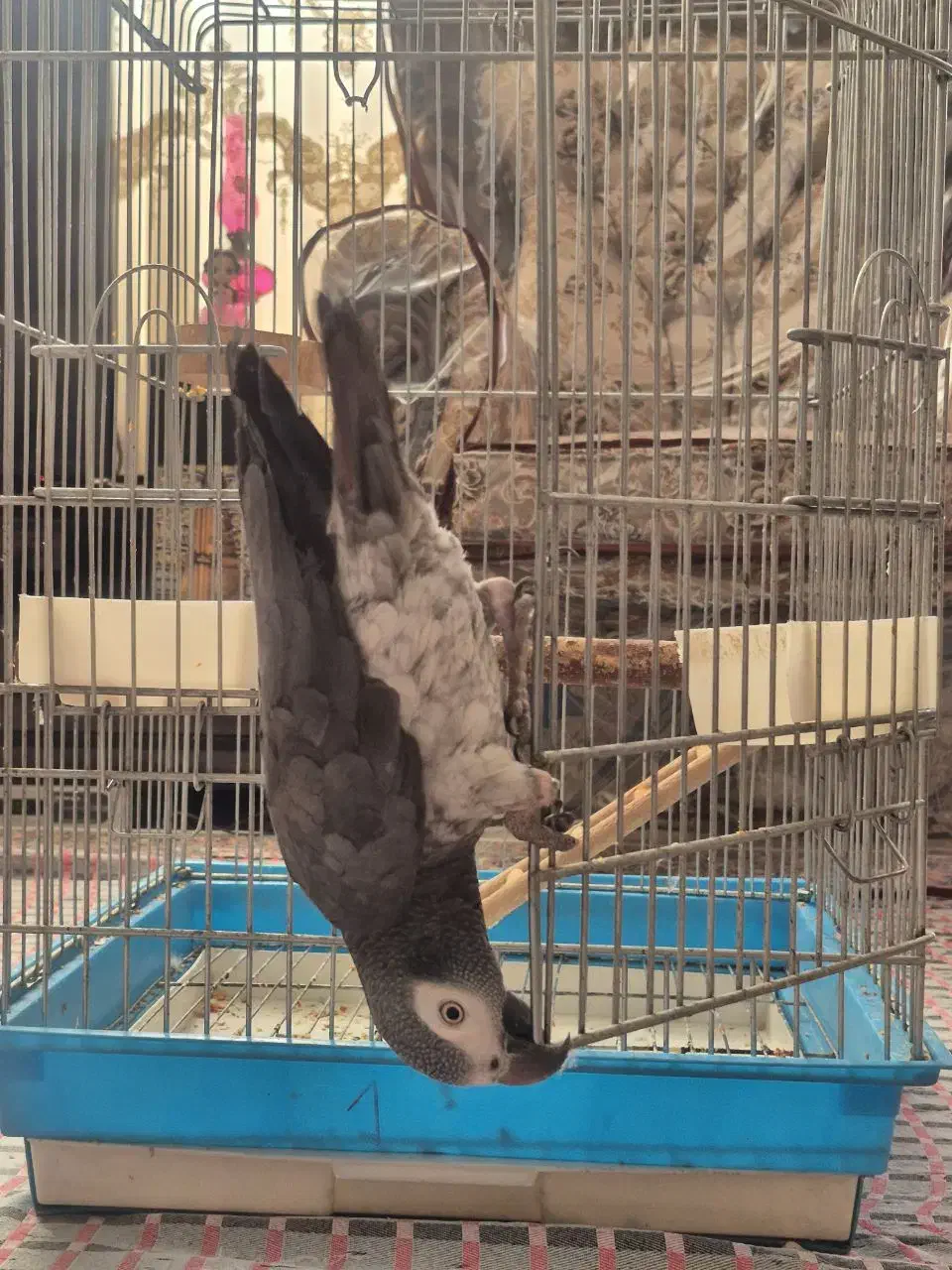 کاسکو|پرنده|اصفهان, شهید رجایی|دیوار