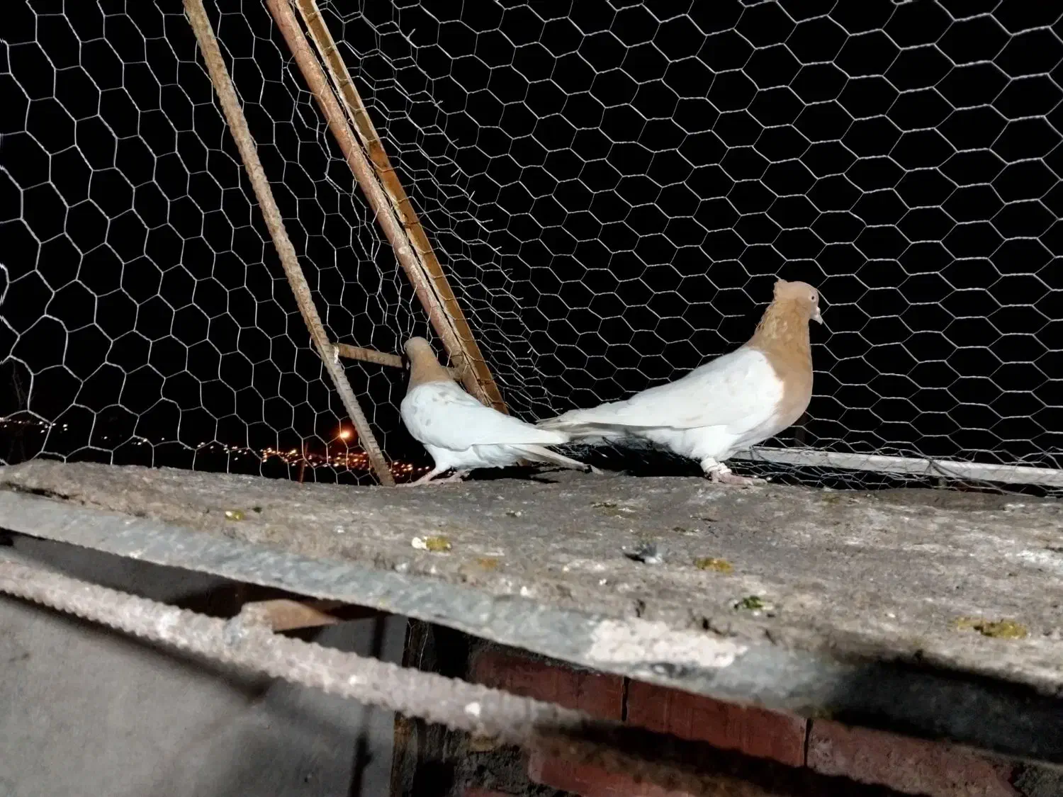 جفت کله زرد|پرنده|کرمان, |دیوار