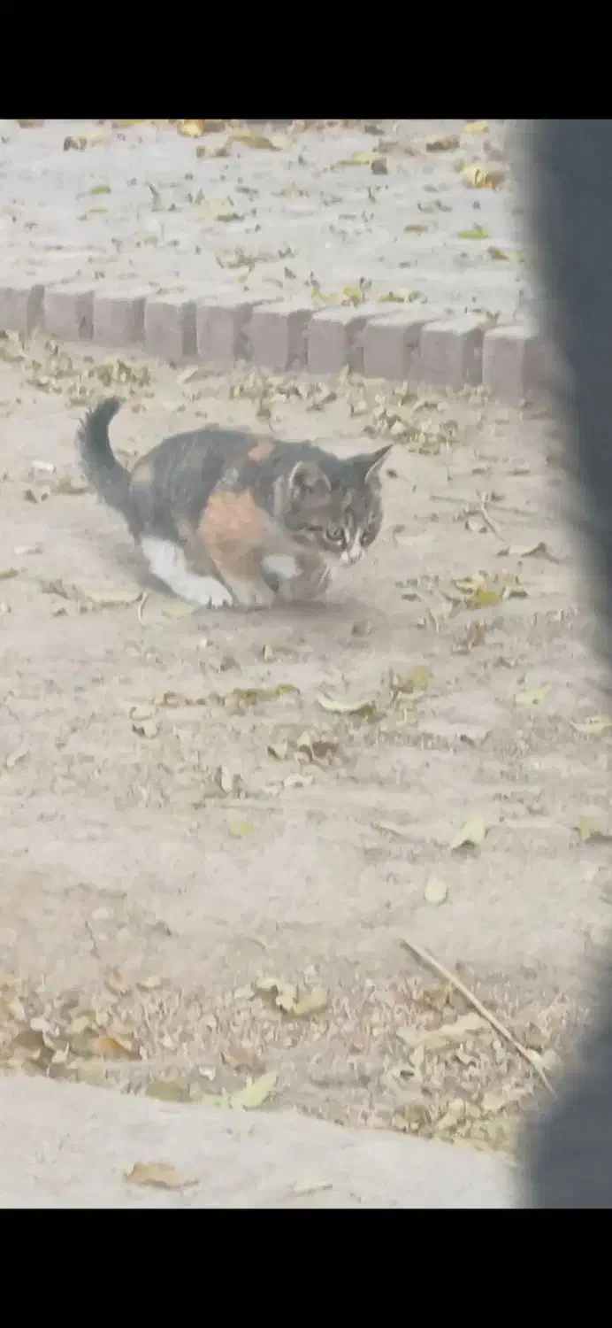 بچه گربه زخمی|حیوانات|مشهد, امامیه (شهرک غرب)|دیوار