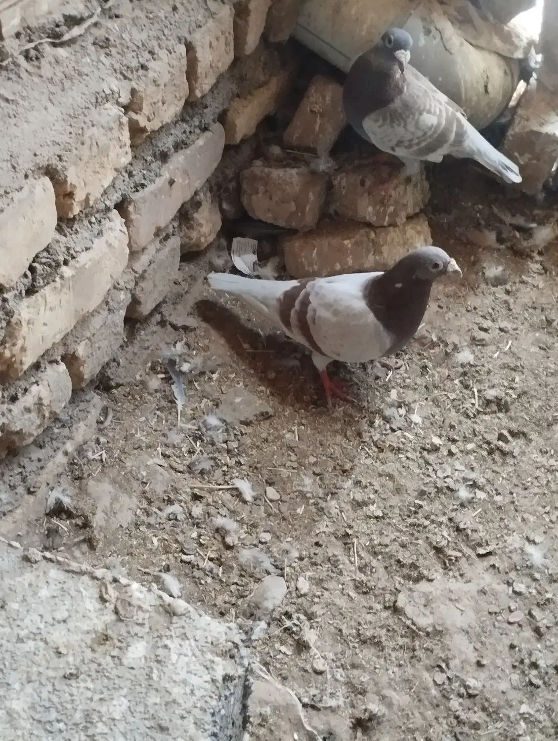 اقون زات دار|پرنده|نصر آباد, |دیوار