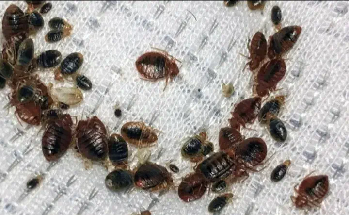 سمپاشی سوسک وساس|خدمات نظافت|مشهد, پنجتن|دیوار