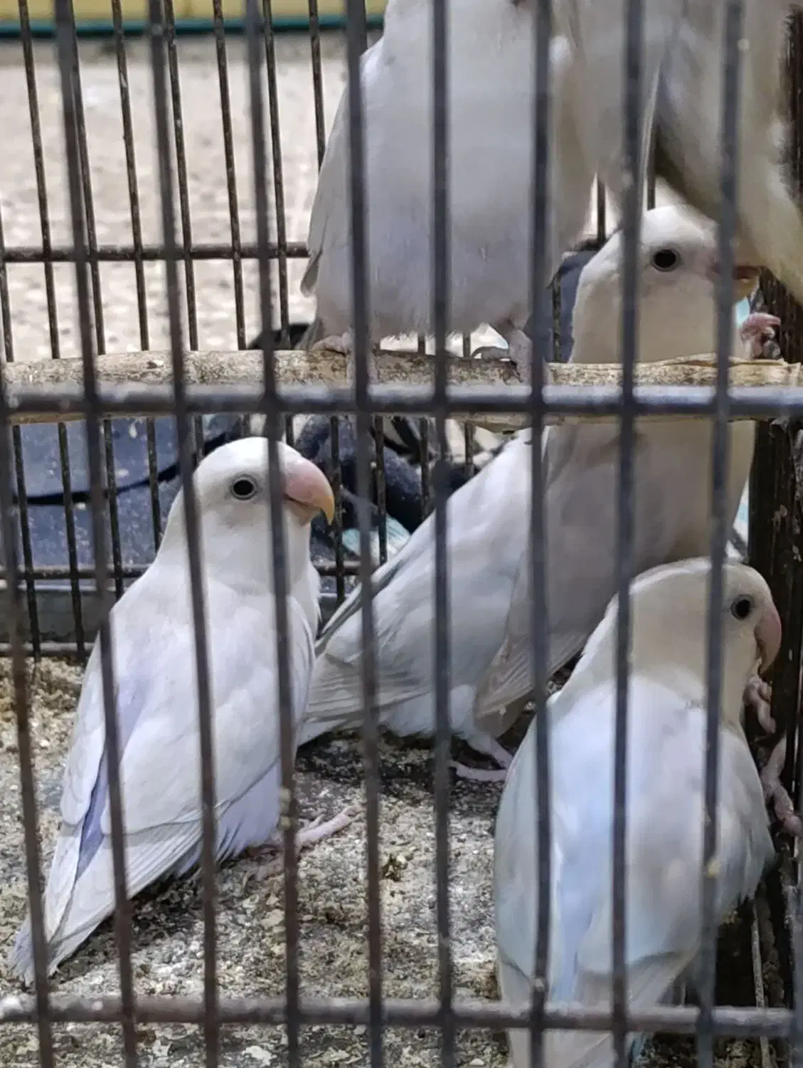 طوطی برزیلی گمشده|پرنده|برازجان, |دیوار