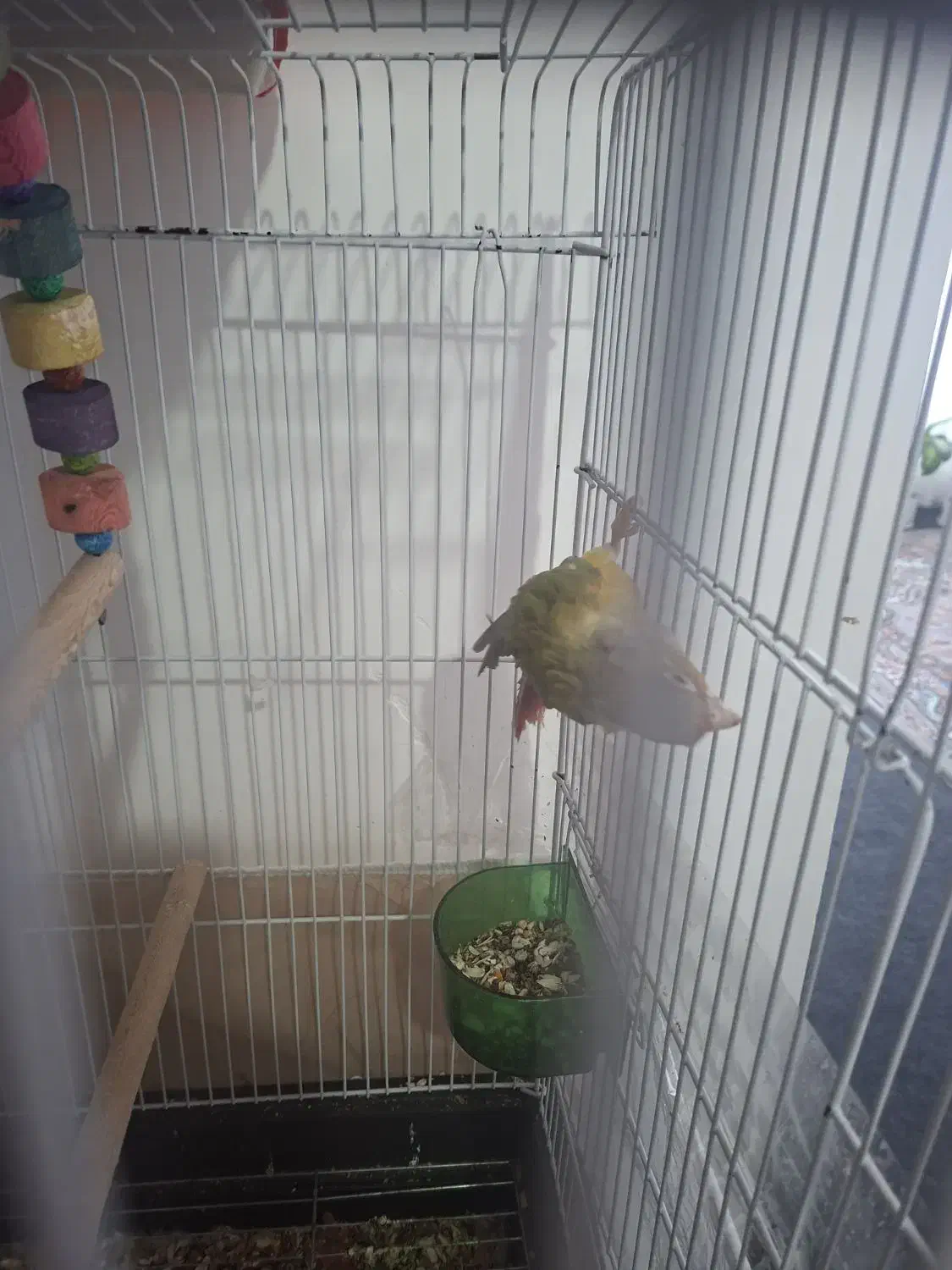 طوطی|اسباببازی بچه|کاشمر, |دیوار