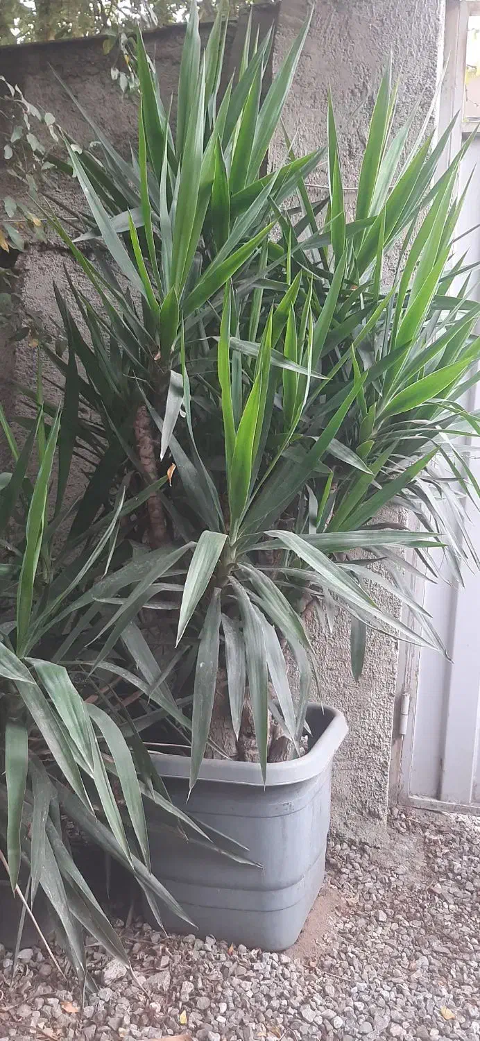 گل درختچه یوکا|گل و گیاه طبیعی|گرگان, |دیوار