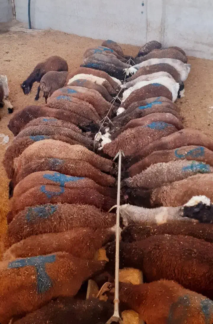 رشد سریع بره پرواری و مقاوم وشیرا شدن داشتی|حیوانات مزرعه|اصفهان, ارزنان|دیوار