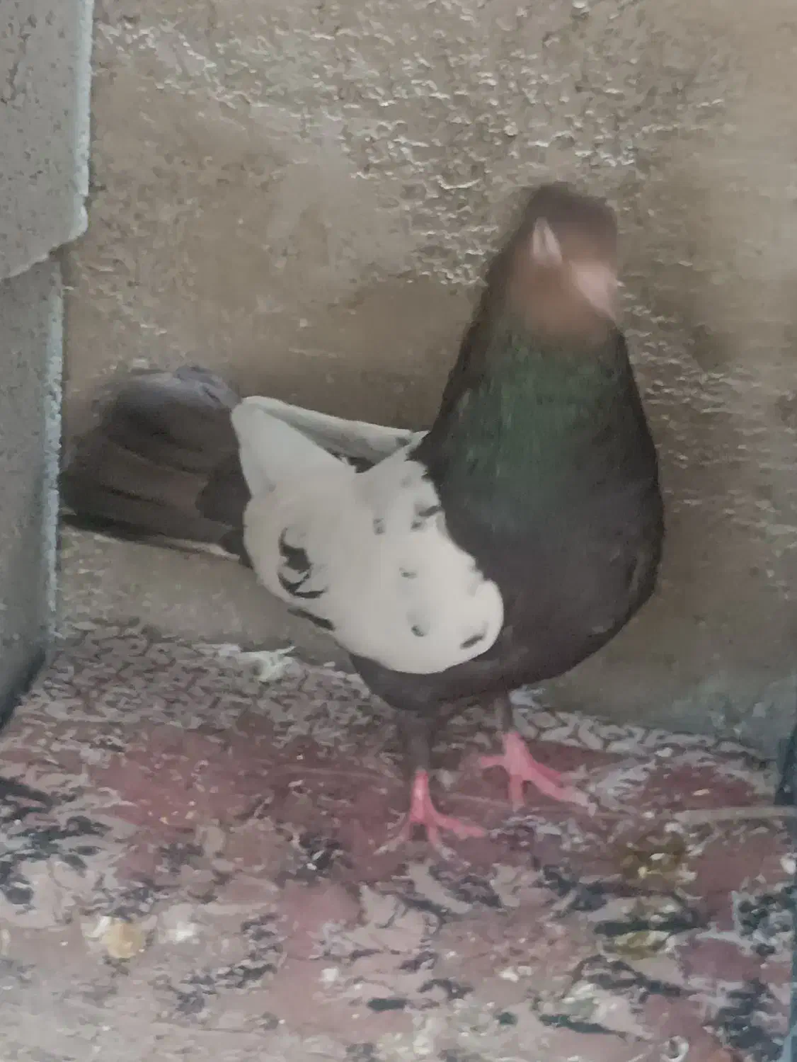 کفتربهبانی ویک میلیمنزنر سرحال|پرنده|افزر, |دیوار