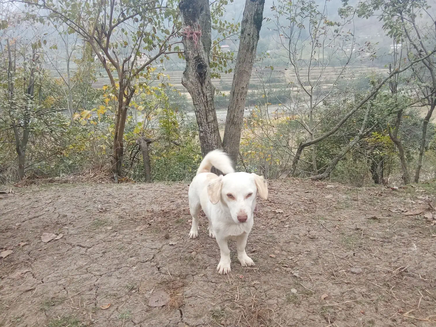 سگ پا کوتاه|سگ|تالش, هشتپر|دیوار