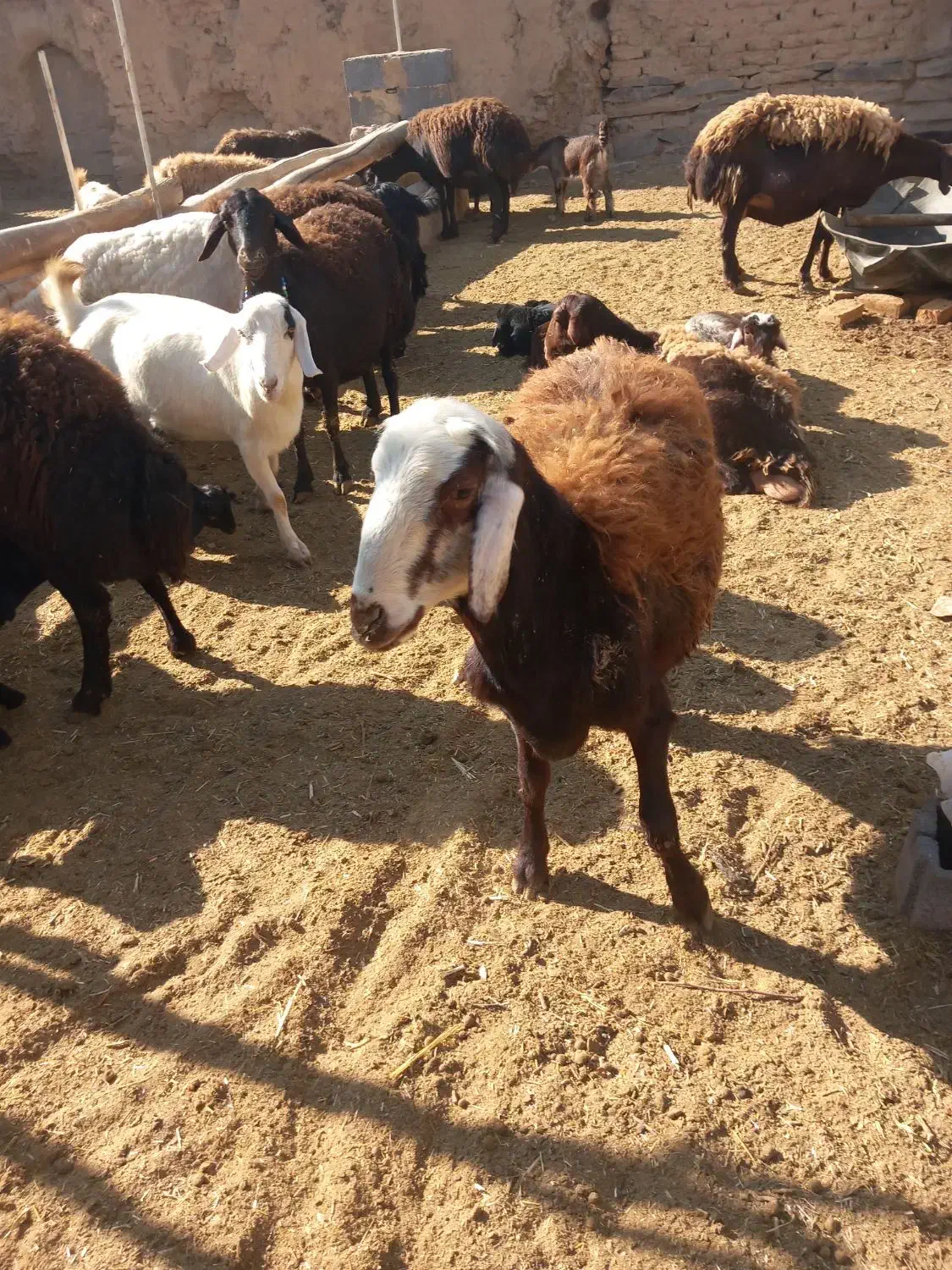 بره قوچ افشار سر سفید|حیوانات مزرعه|ساروق, |دیوار