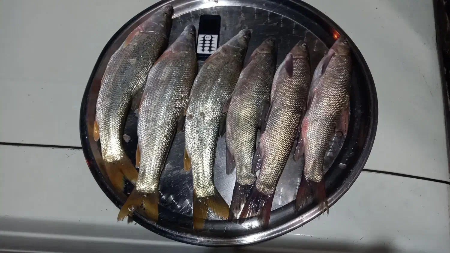 آبگرمکن ماهی|ماهی|آبدانان, |دیوار