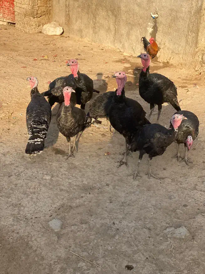 پنج عدد بوقلمون محلی رسمی|حیوانات مزرعه|پاکدشت, پاکدشت (مامازند)|دیوار