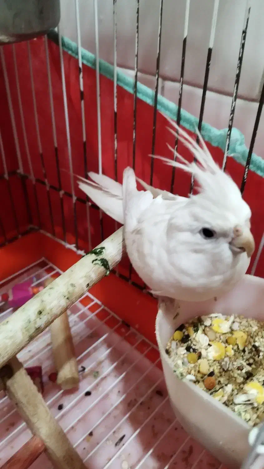 عروس هلندی|پرنده|یزد, |دیوار