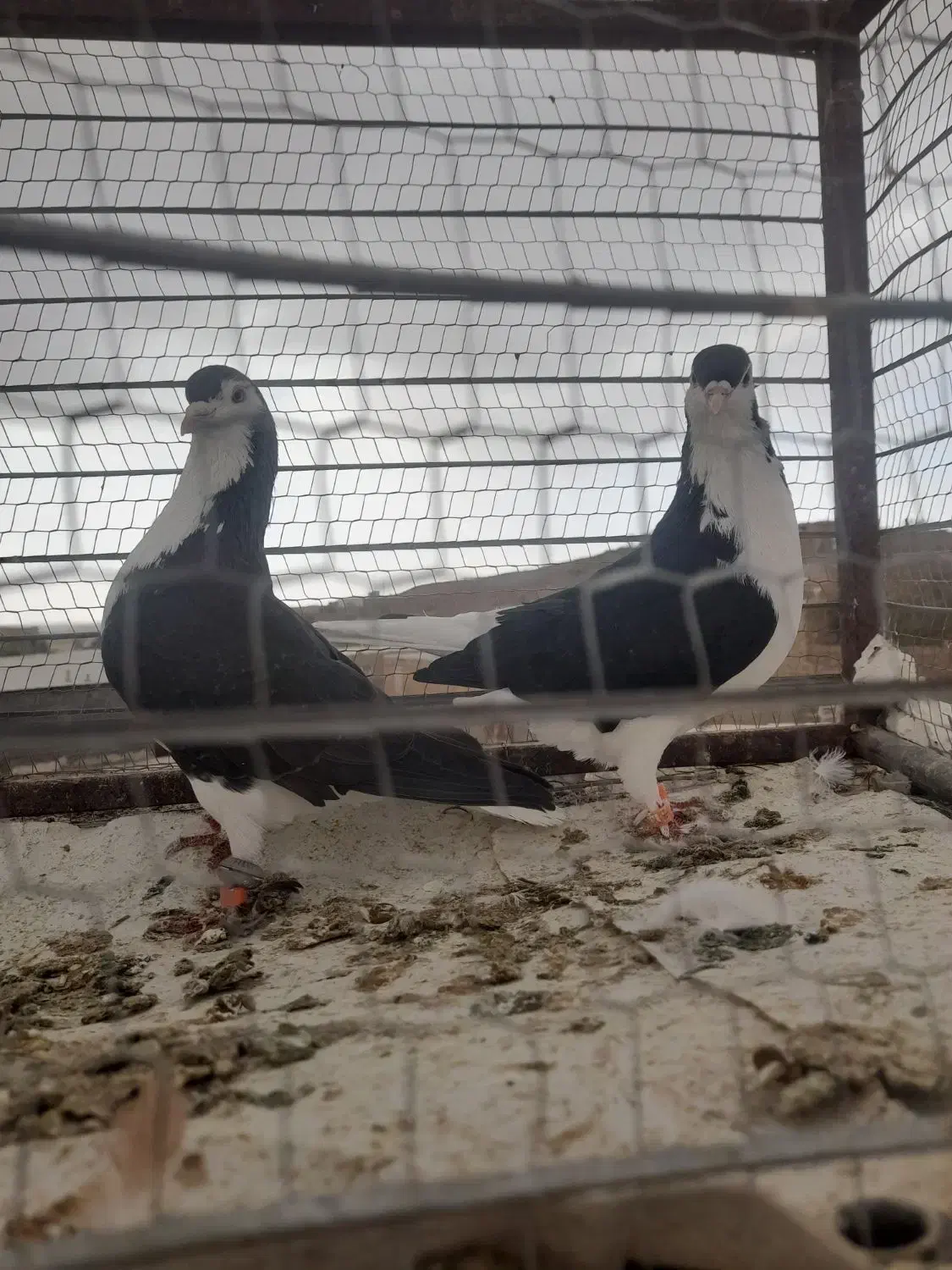 سه تا قلدور هوایی|پرنده|تربت جام, میان جام|دیوار