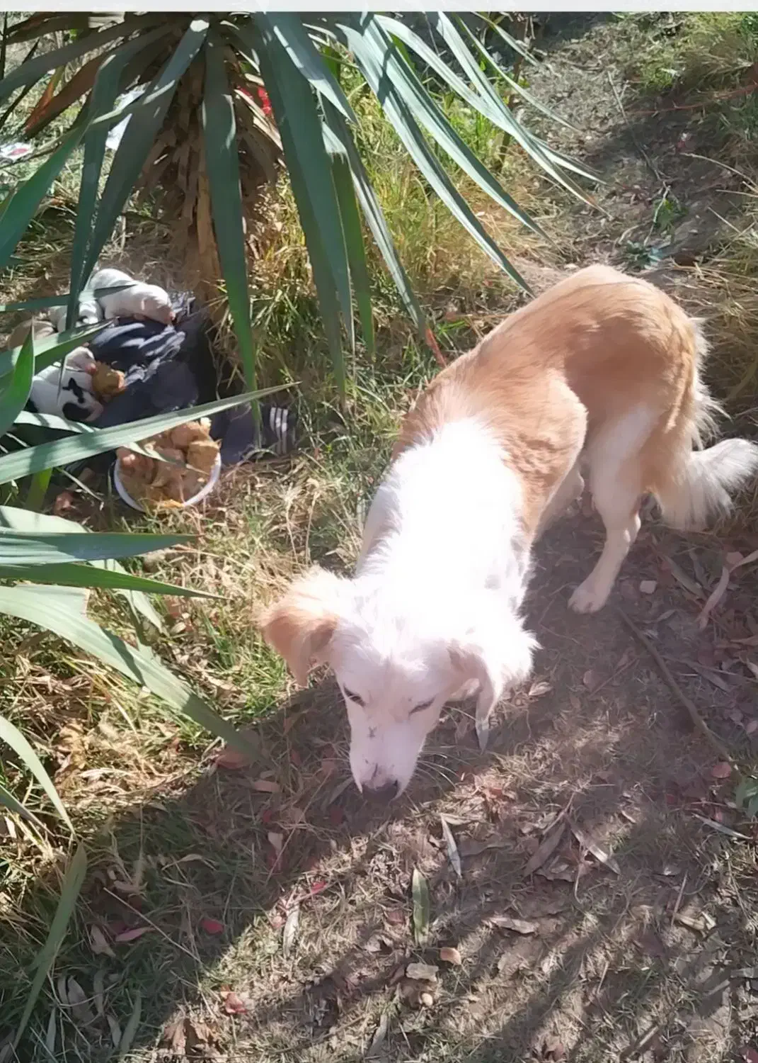 5تا توله سگ|سگ|شهریار, یوسف آباد صیرفی|دیوار