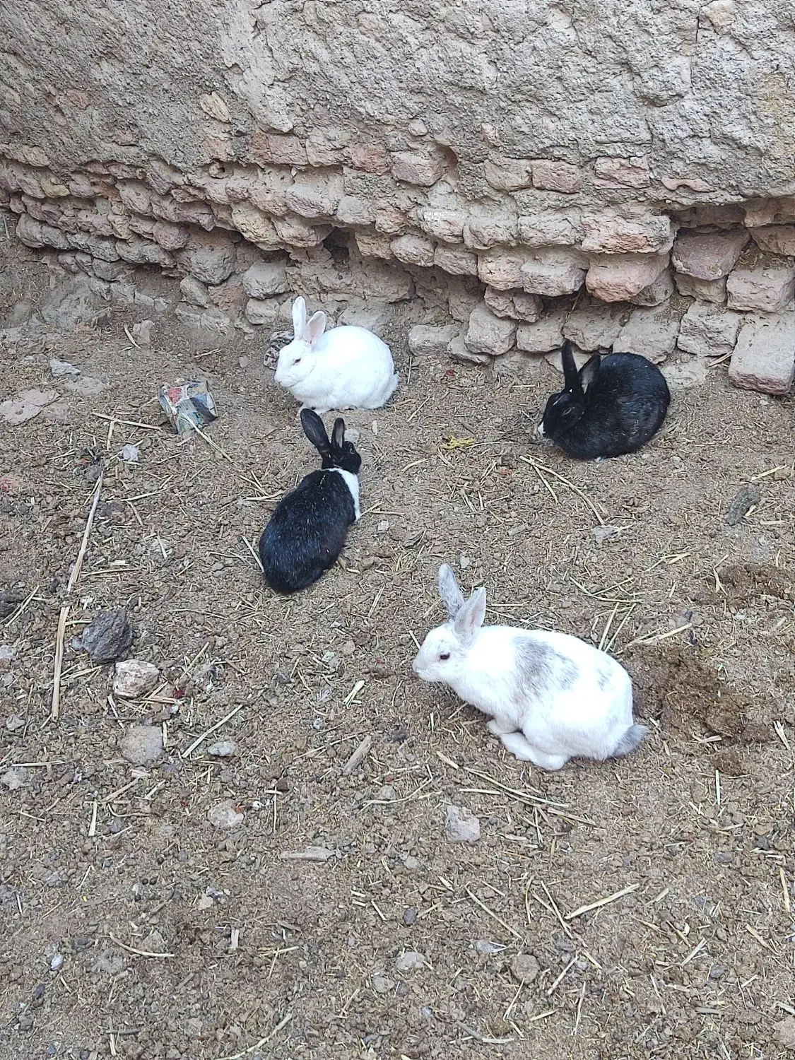 خرگوش طلایی ،چشم عسلی، چشم قرمز ابست|موش و خرگوش|زابل, |دیوار