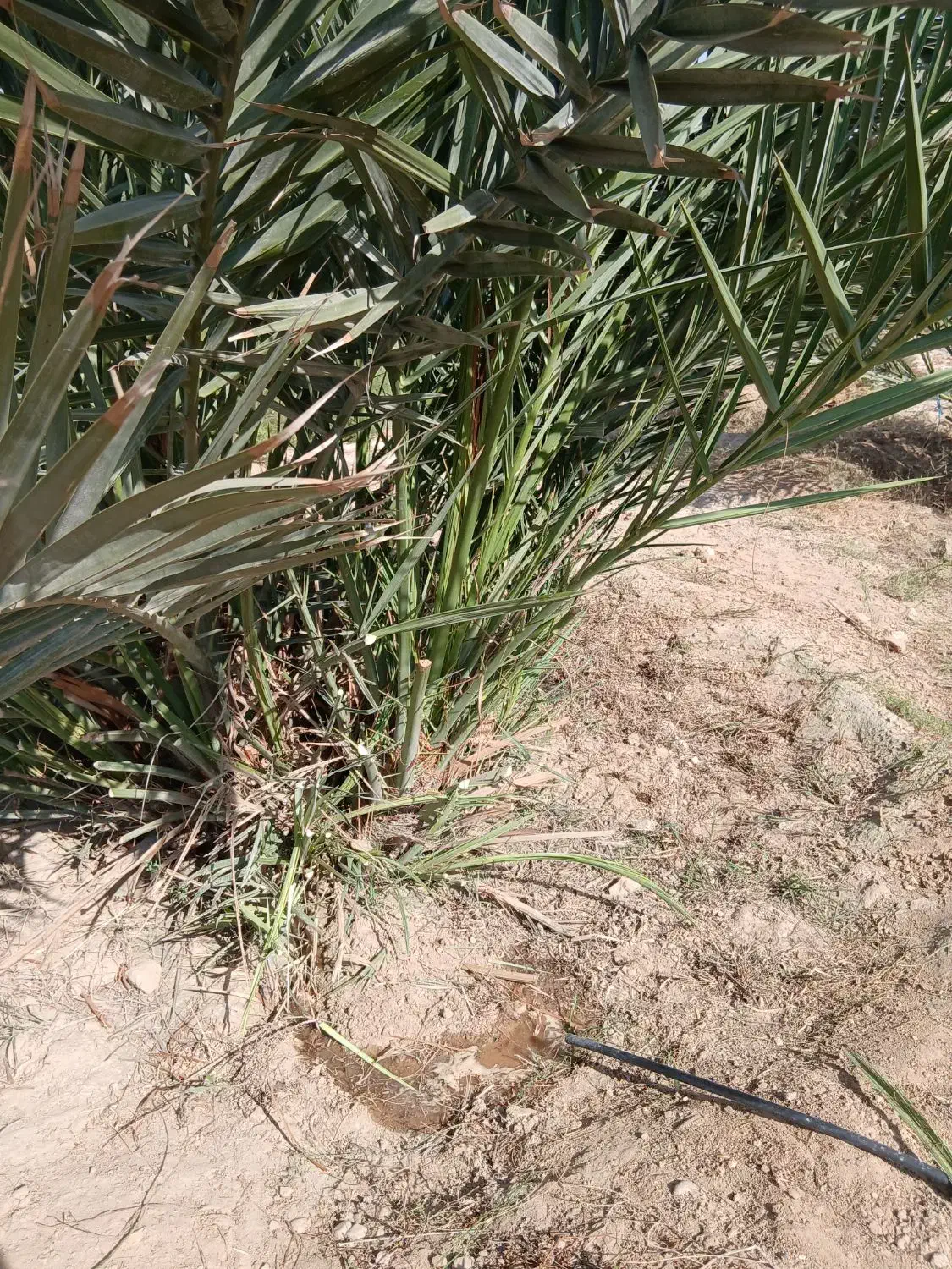 پاجوش مجول مراکشی|گل و گیاه طبیعی|خورموج, |دیوار