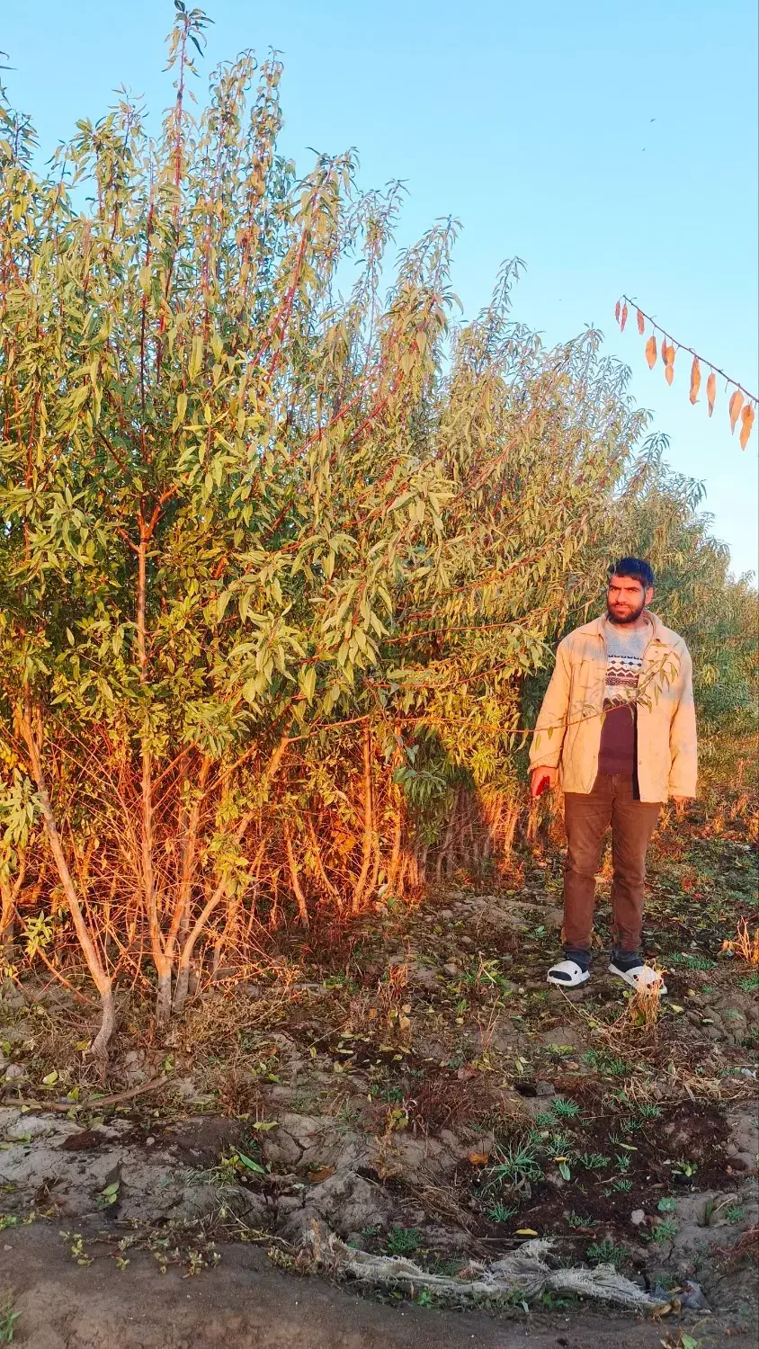 نهالستان بادام مردانی|گل و گیاه طبیعی|خوی, |دیوار