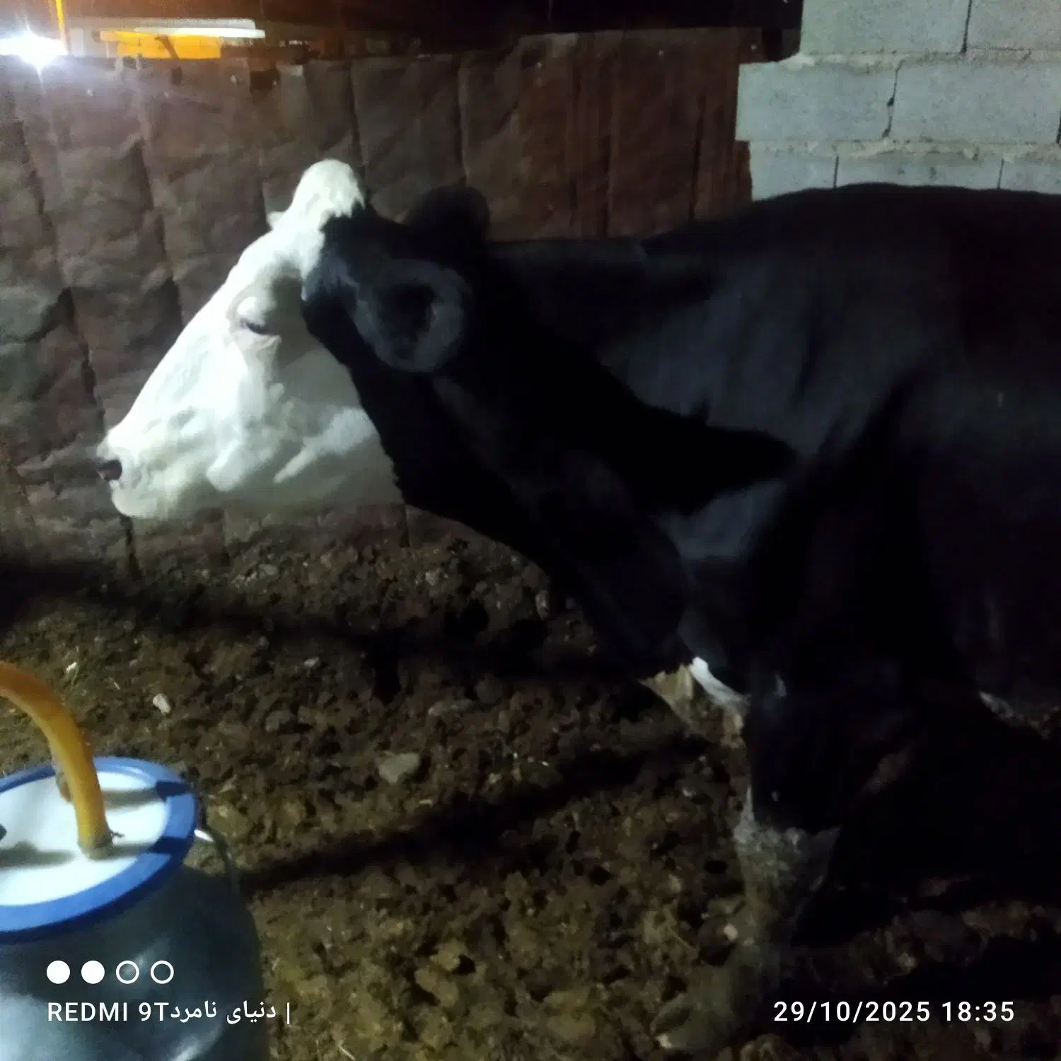 گاوو۲تاگوسالهسیمینتال|حیوانات مزرعه|فیروزآباد (فارس), |دیوار