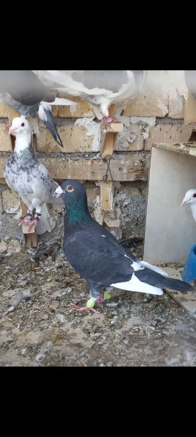 فروش چند جفت کبوتر|پرنده|جره و بالاده, |دیوار