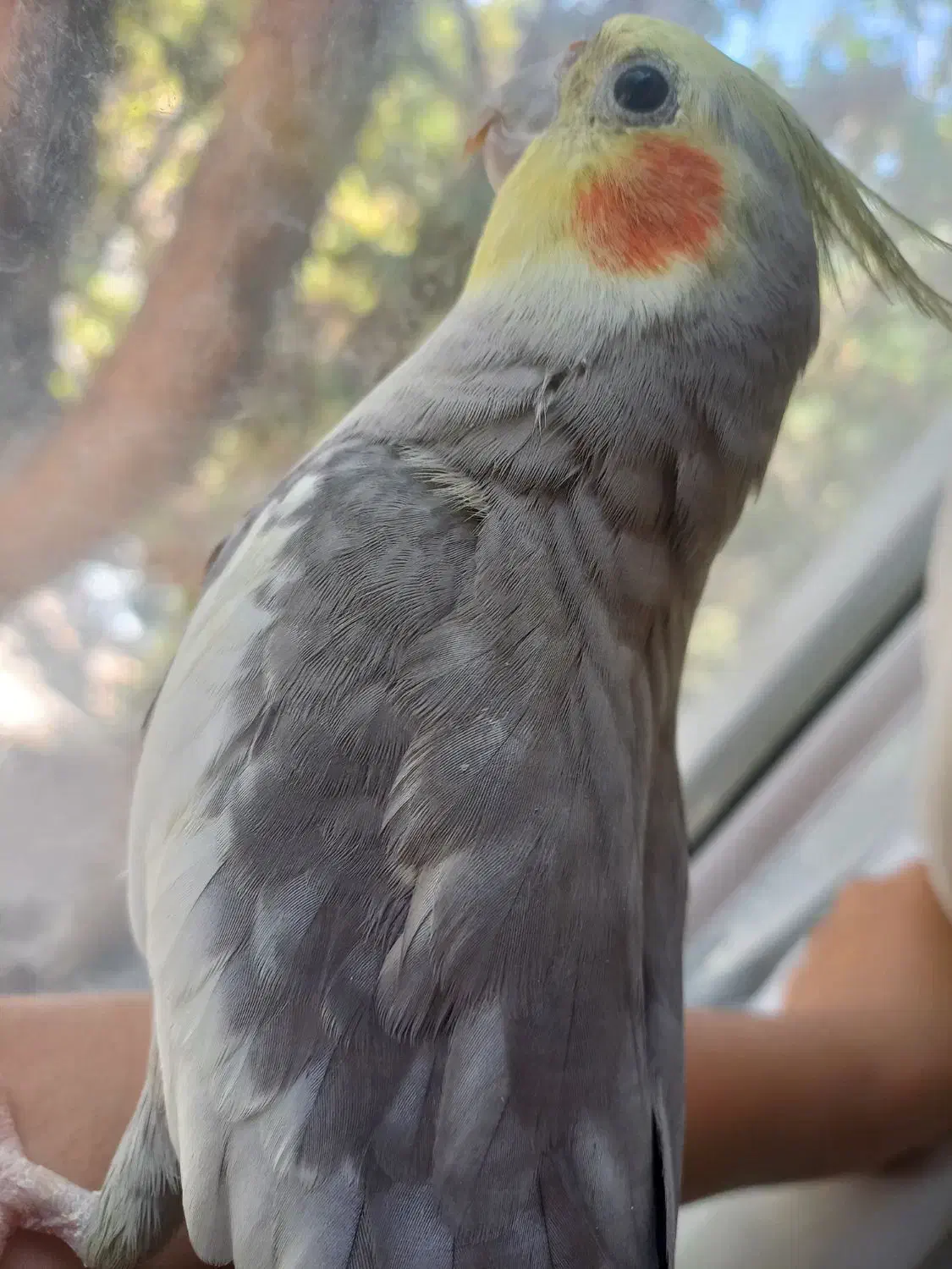 عروس هلندی|پرنده|بجنورد, |دیوار