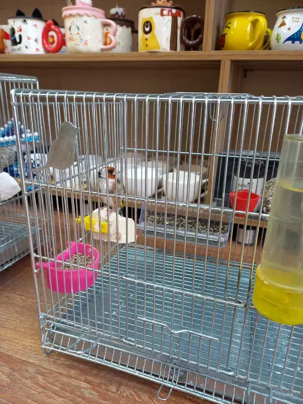 سهره کرمانشاهی|پرنده|اصفهان, نقش جهان|دیوار