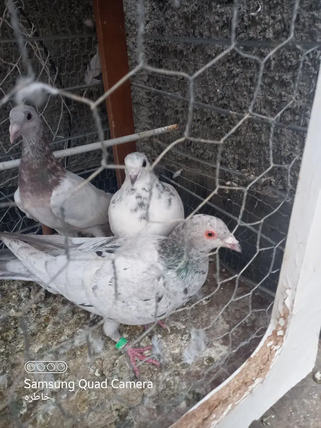 کفتر|پرنده|چناران, |دیوار