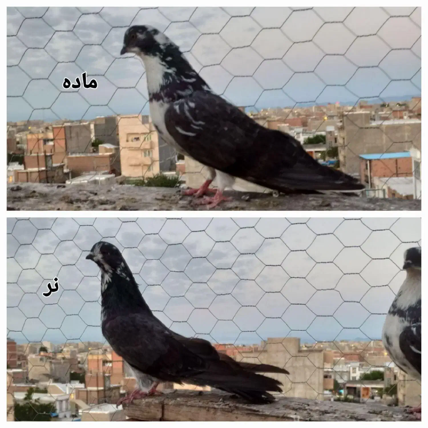 کبوترجفت‌سوسکی|پرنده|پارس‌آباد, |دیوار