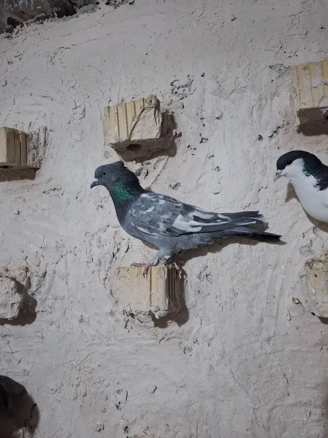 دسته سینه ای هوایی|پرنده|مرودشت, نقش رستم|دیوار