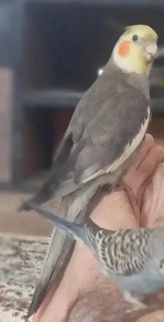 گمشده 6/13|حیوانات|شیراز, فخرآباد (دروازه کازرون)|دیوار