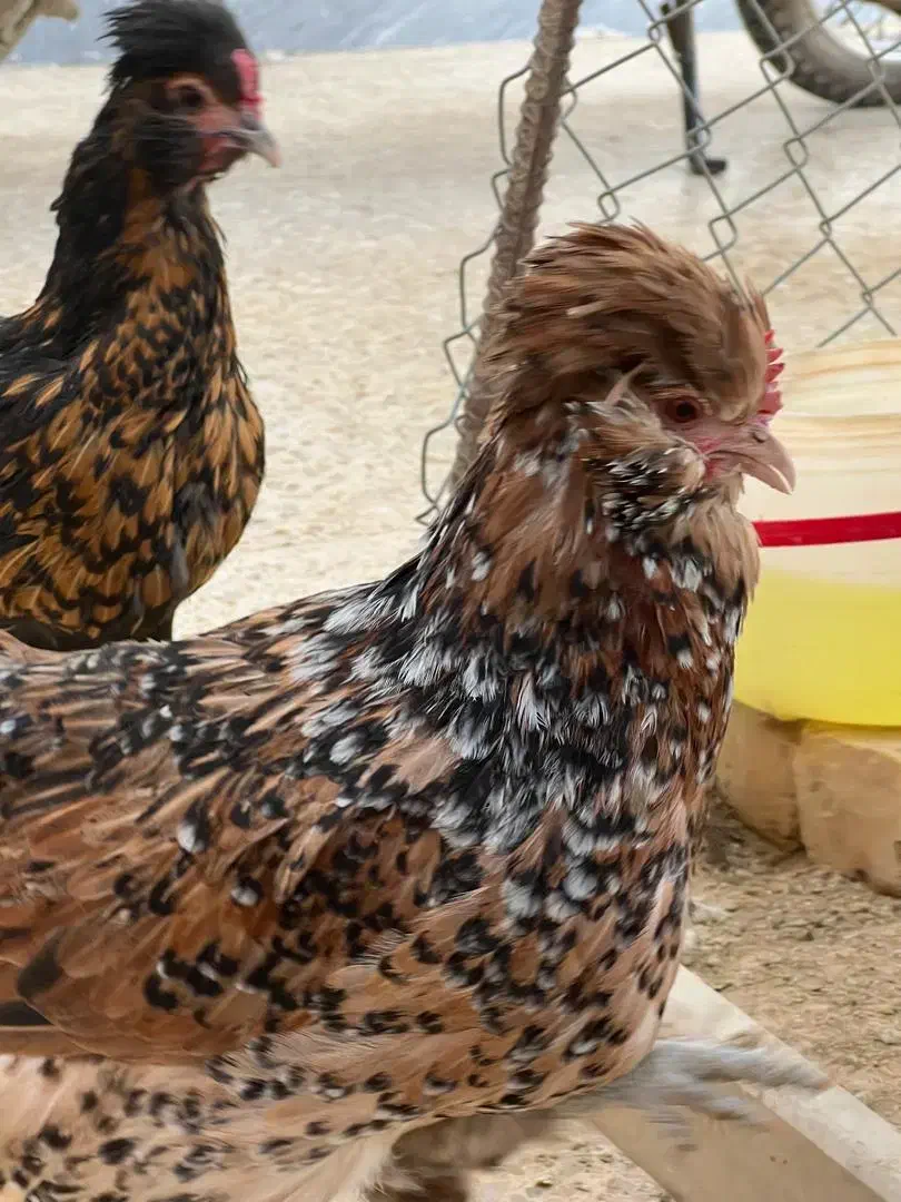 مرغ وخروس|حیوانات مزرعه|گراش, |دیوار