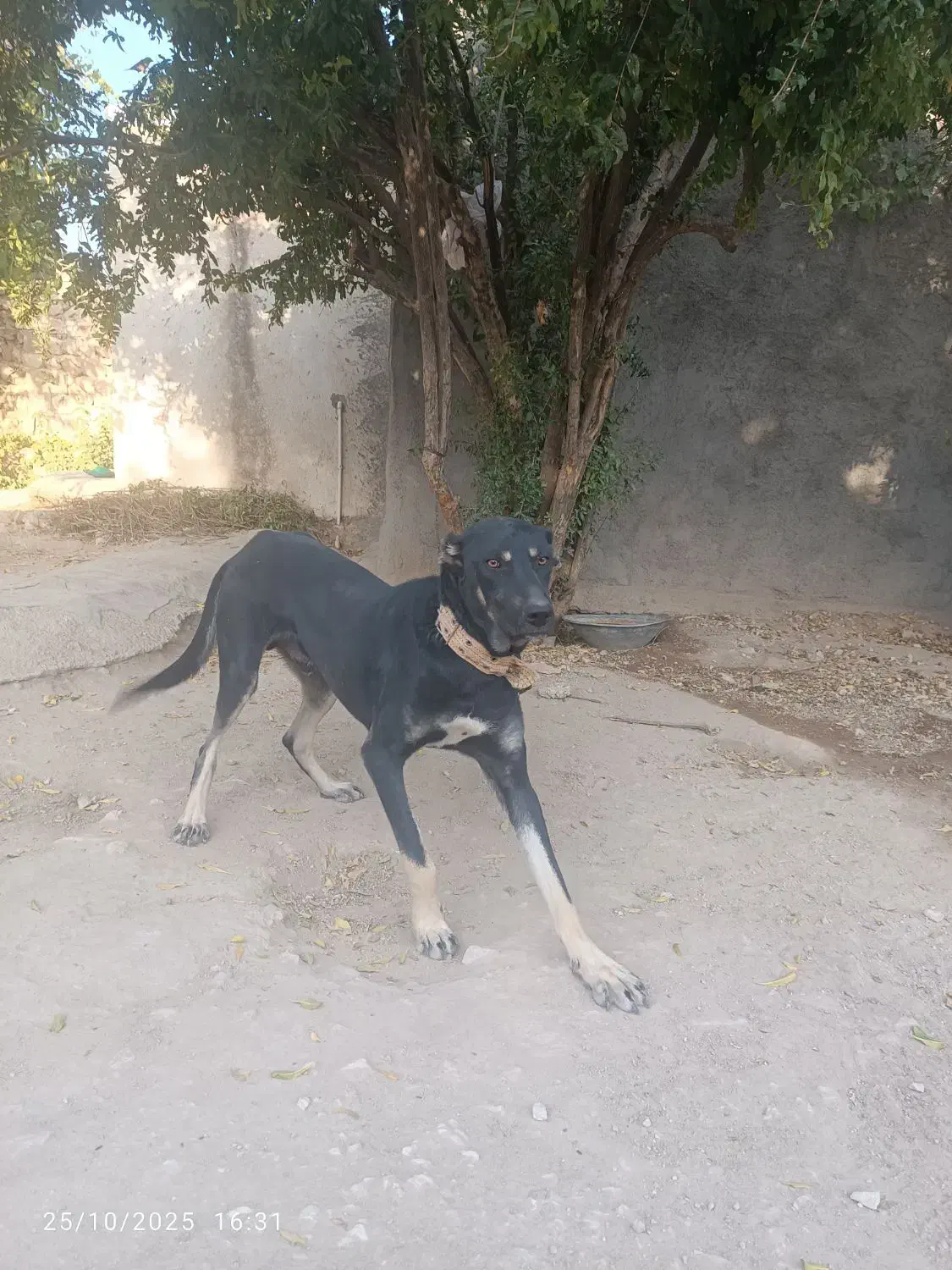 سگ دوبرمن|سگ|گیلان غرب, |دیوار