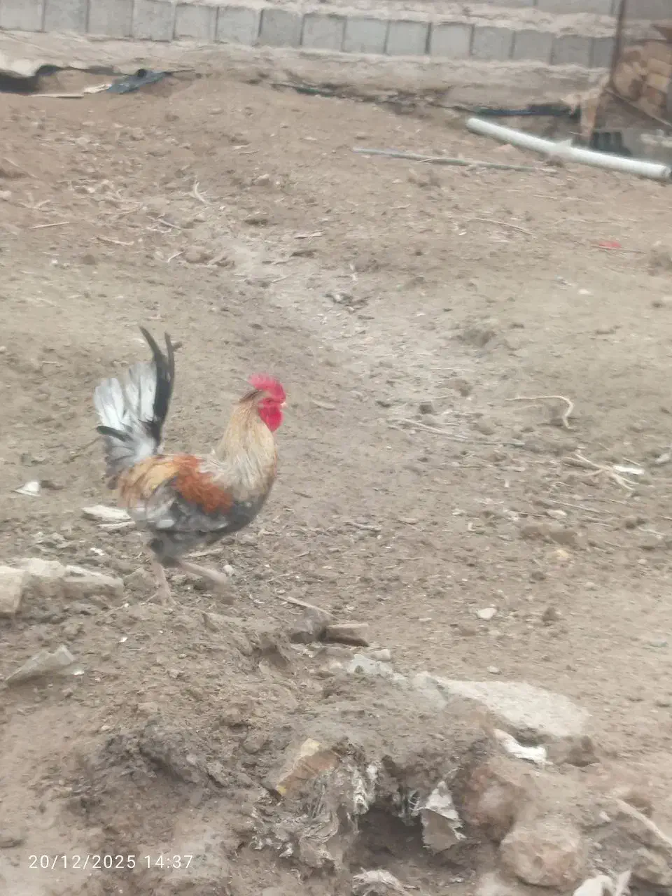 خروس|حیوانات مزرعه|کرباسک, |دیوار