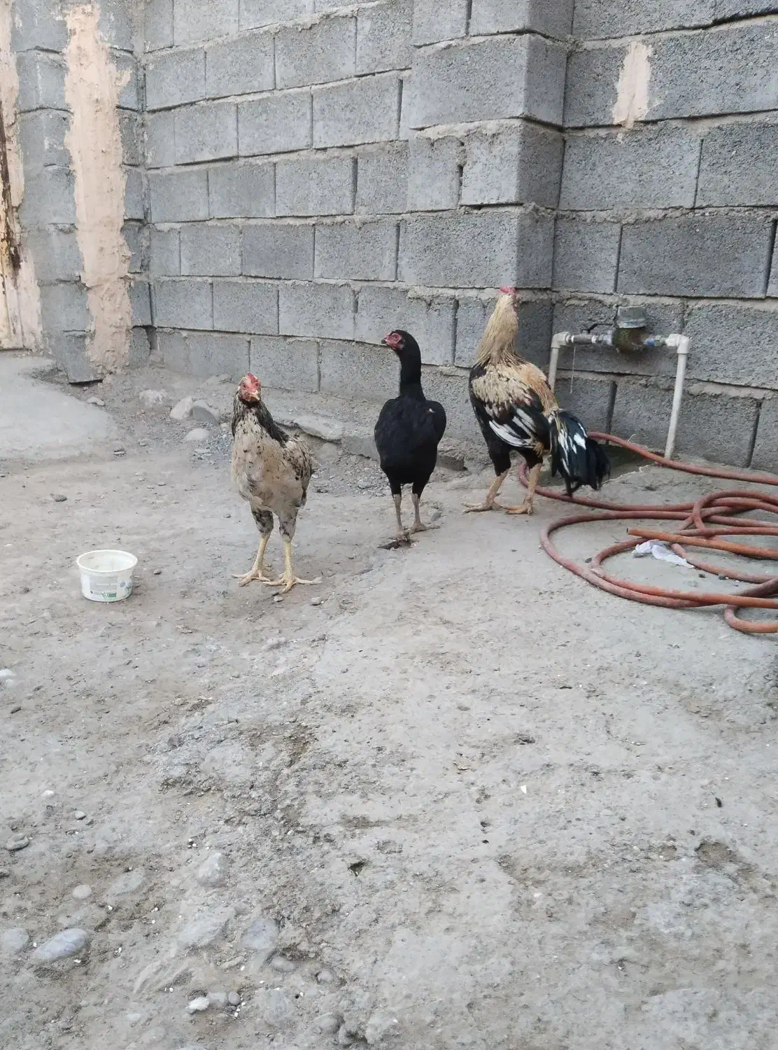 خروس|پرنده|میناب, |دیوار